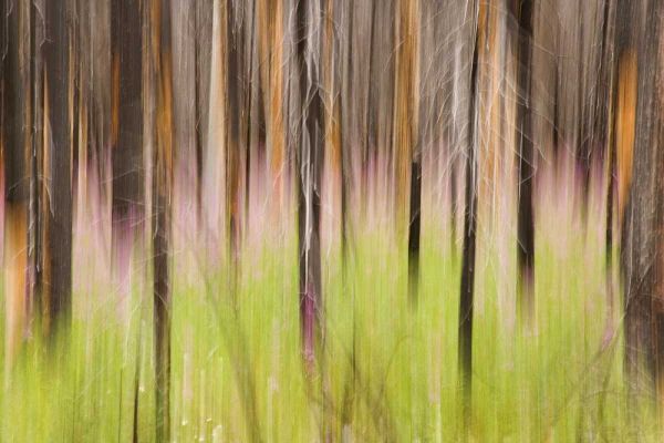 Canada, BC, Motion blur of grass and trees